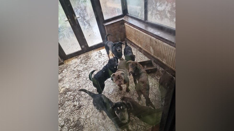 Dogs rescued by police