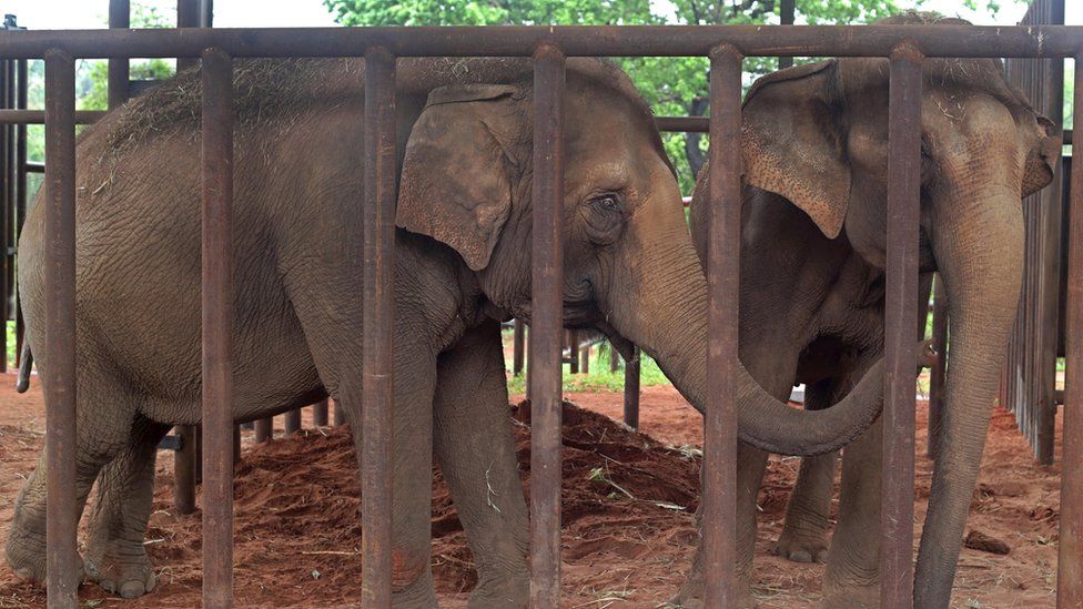 Asian elephants Guida and Maia stand together for the first time in the adaptation area of their new home, Latin America's first elephant sanctuary