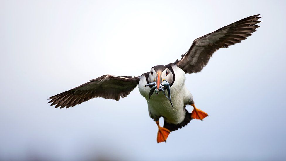Puffin at the Farne Islands