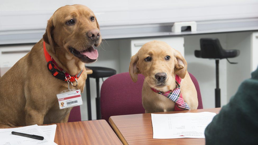 Two dogs in interview room