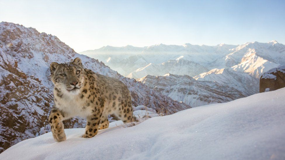 White mountain clearance helga leopard
