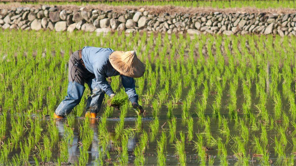 Rice paddies are a significant source of methane