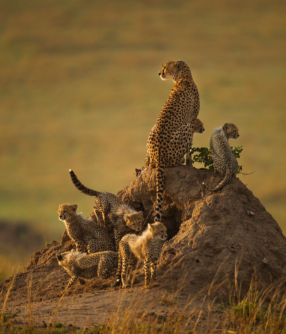 A cheetah with its cubs