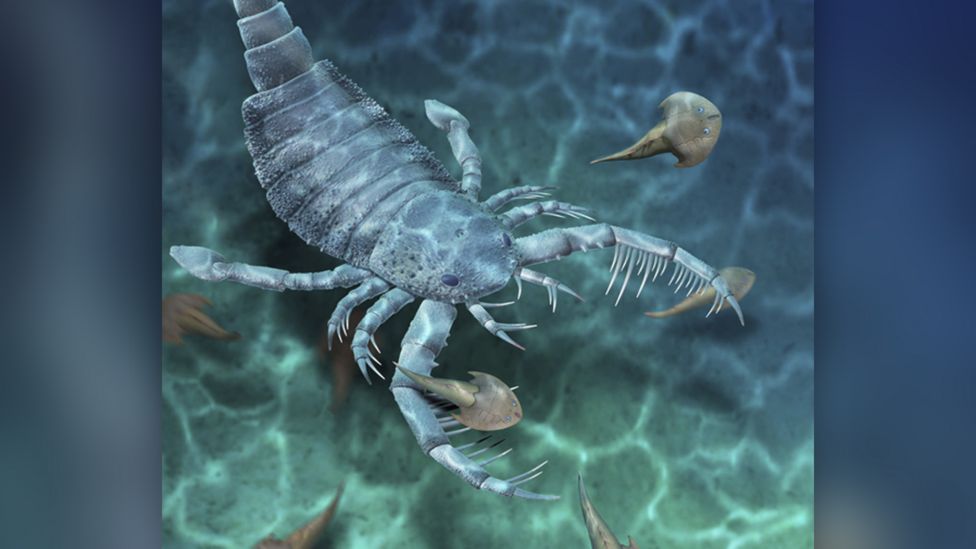 Huge ancient sea scorpion species discovered - BBC Newsround