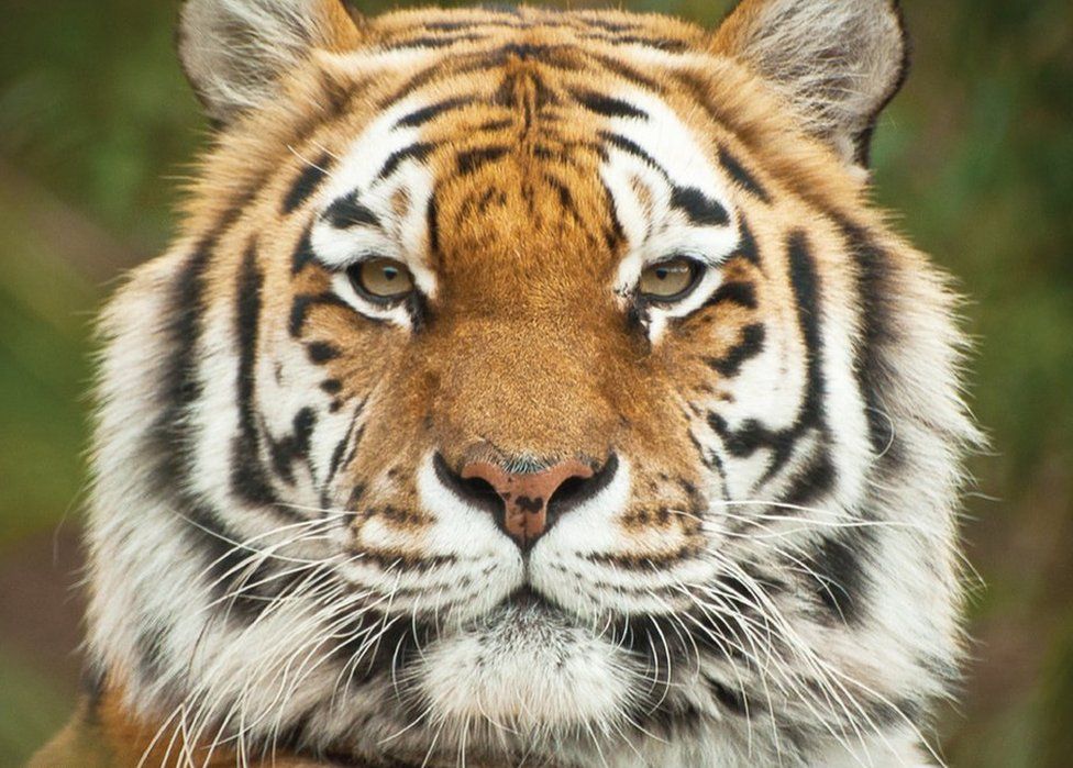 Anoushka the tiger