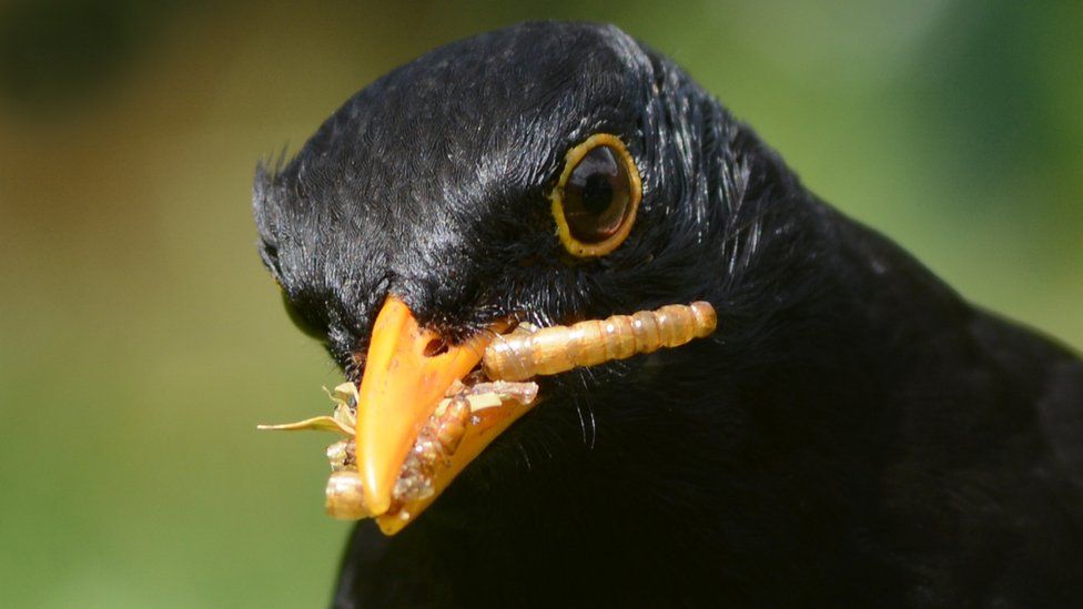 Blackbird in Langbank