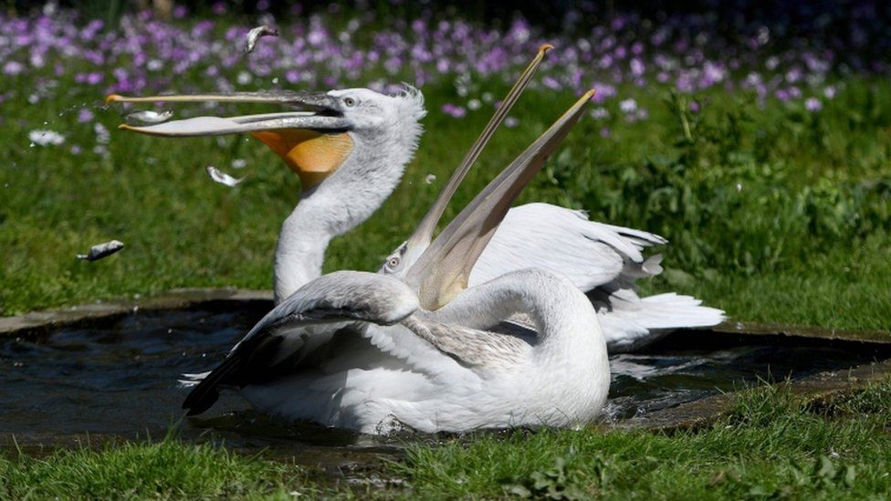 Dalmatian or curly pelicans are known for the ruffle of feathers on their heads