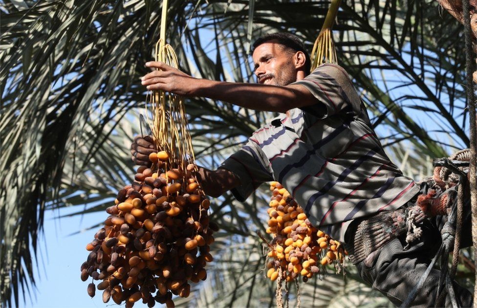 A farm worker climbs a palm tree to pick dates during the annual harvest season in Dahshour village, Giza, Egypt.
