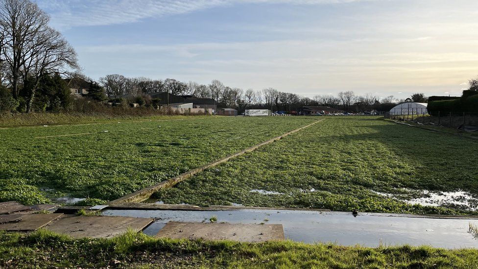 Watercress farm near Dorchester in Dorset
