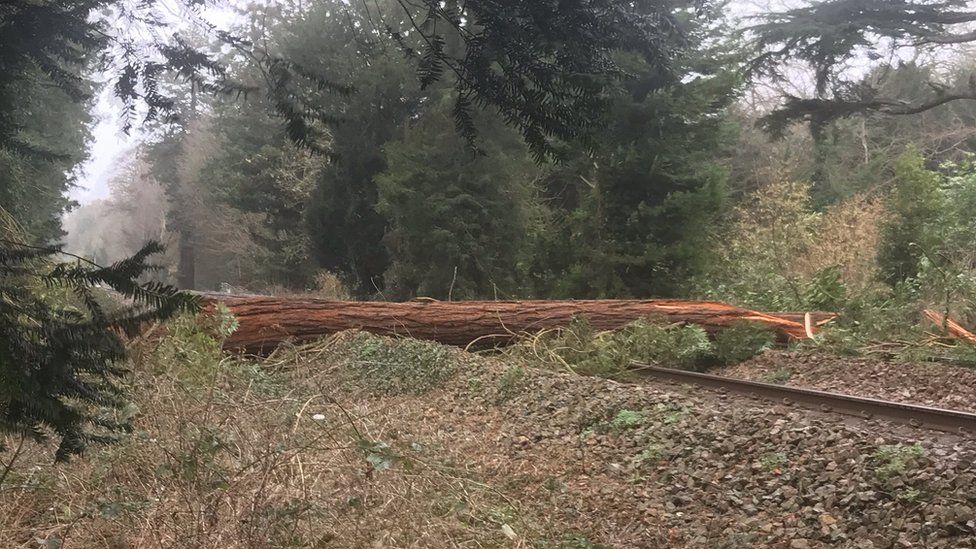 A fallen tree blocked a railway line