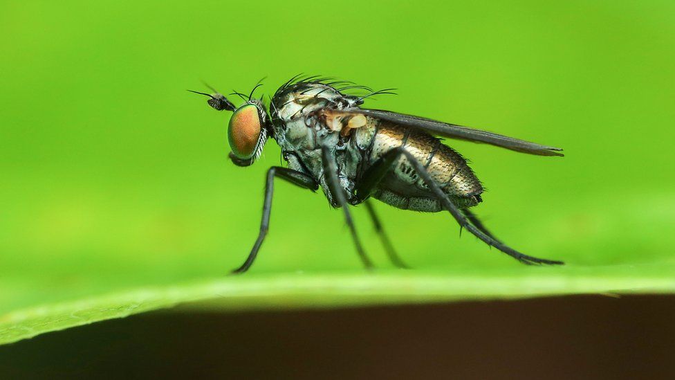 What do fruit flies have in common with humans? BBC Newsround