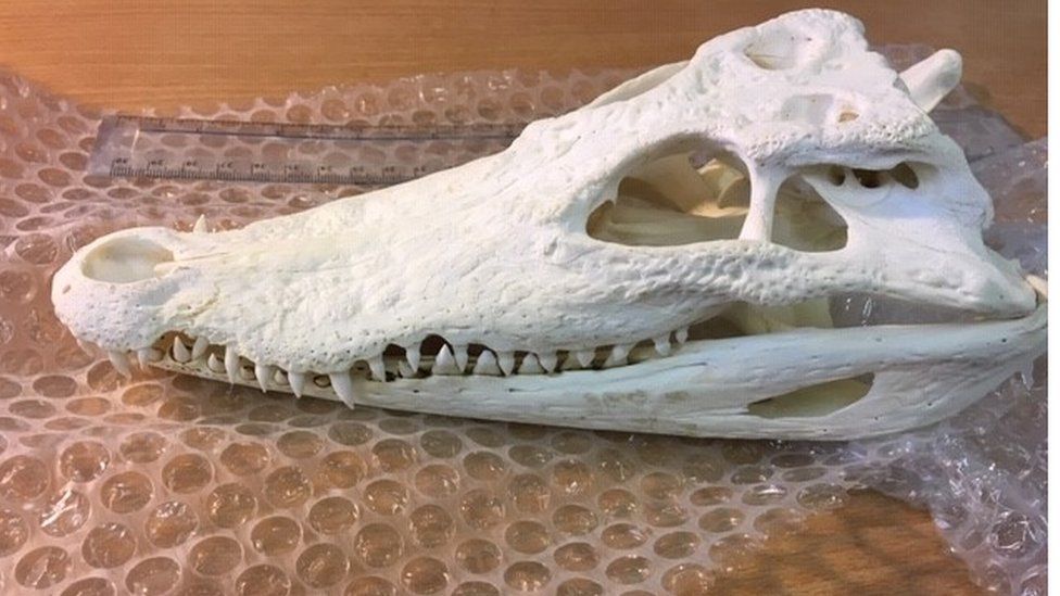 Genuine Crocodylus siamensis Siamese Crocodile Skull Taxidermy  best gift 