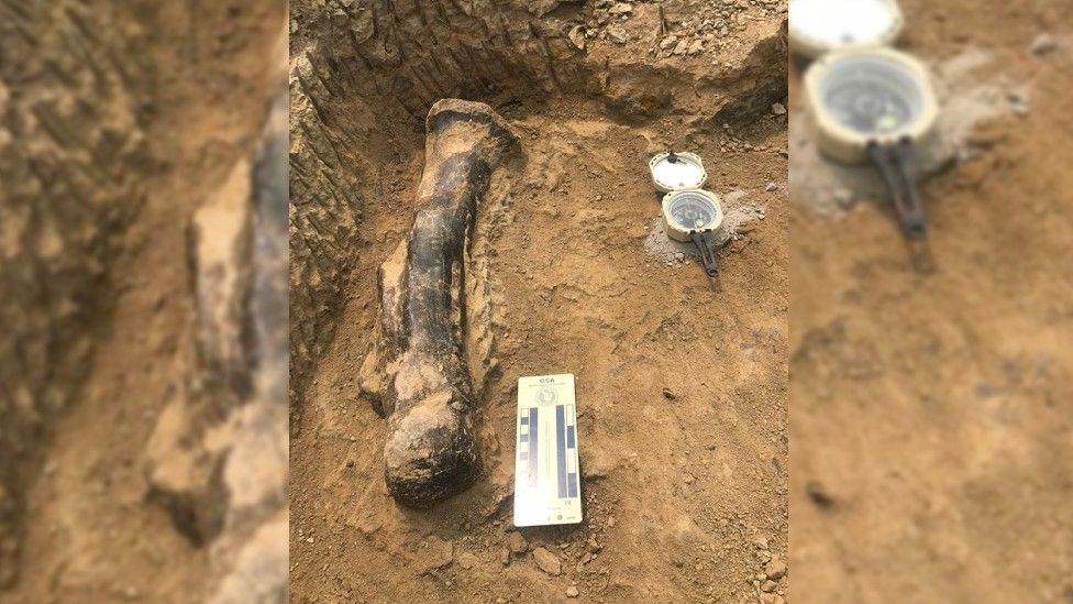 Titus's metatarsal (toe bone) being excavated