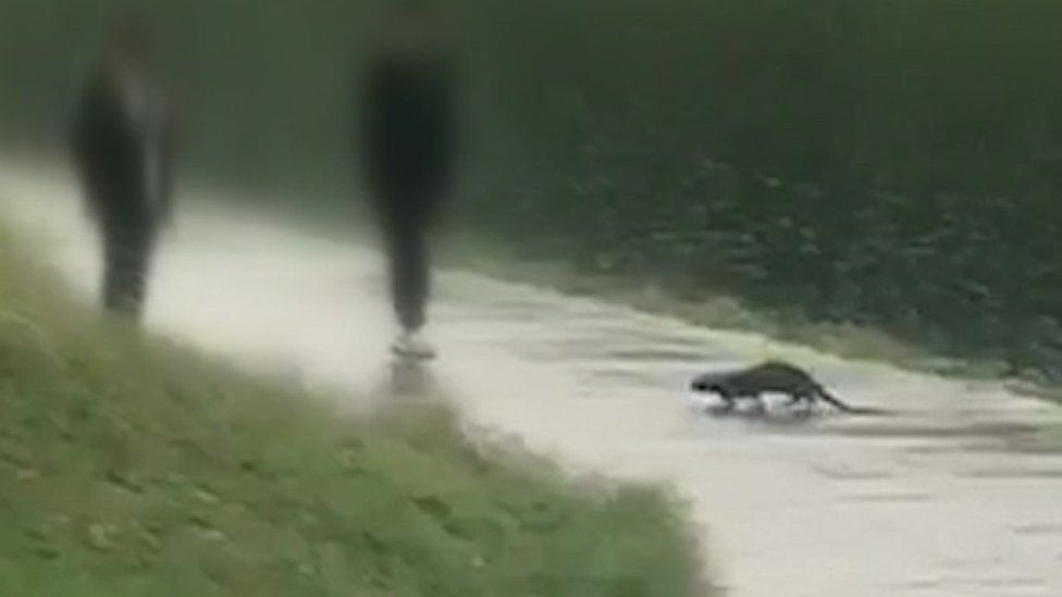 Otter approaching two men