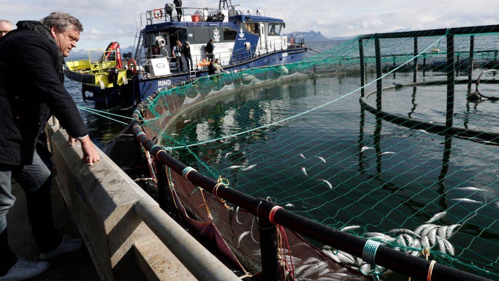 Dead salmon at fish farm in Norway