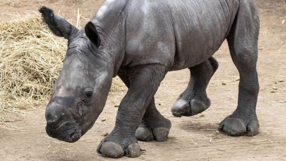 Whipsnade Zoo getting new enclosure for critically endangered animals ...