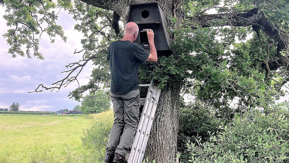 A volunteer checking a barn owl box