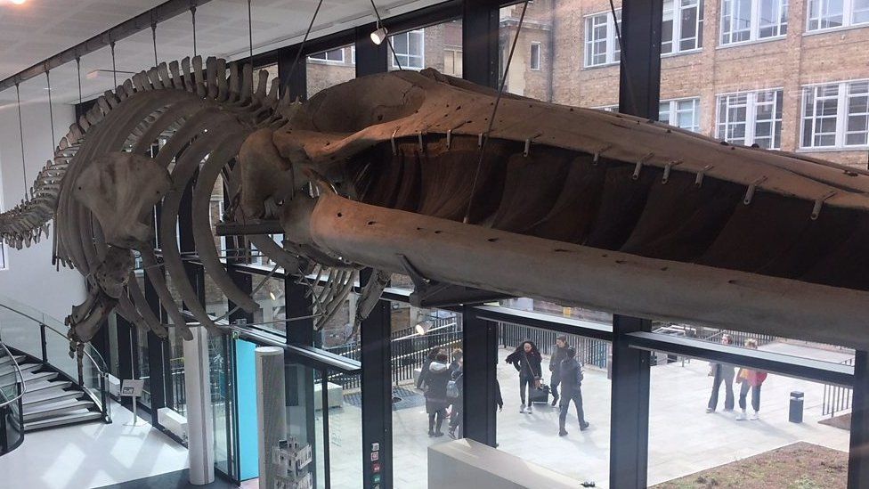 Cambridge Zoology Museum whale
