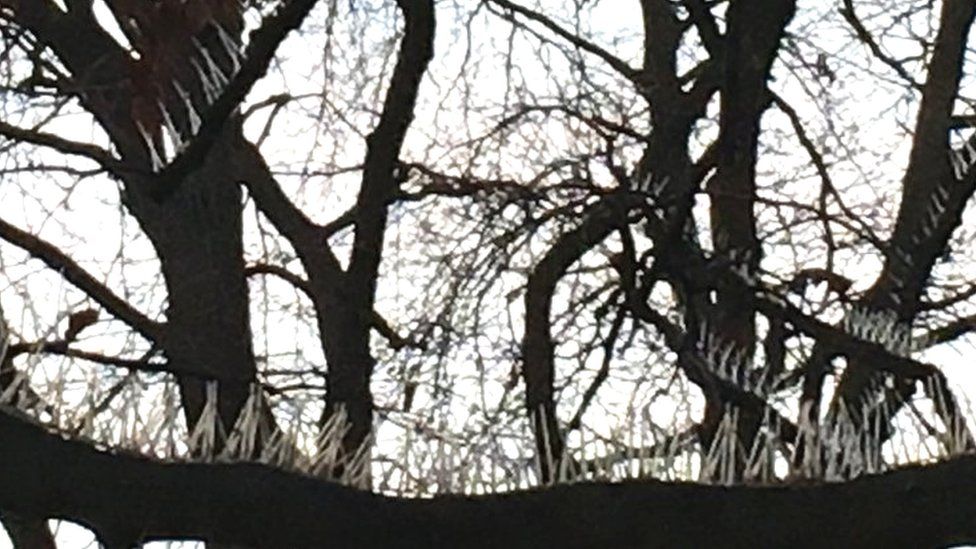 Birds get revenge by using antibird spikes in nests BBC News