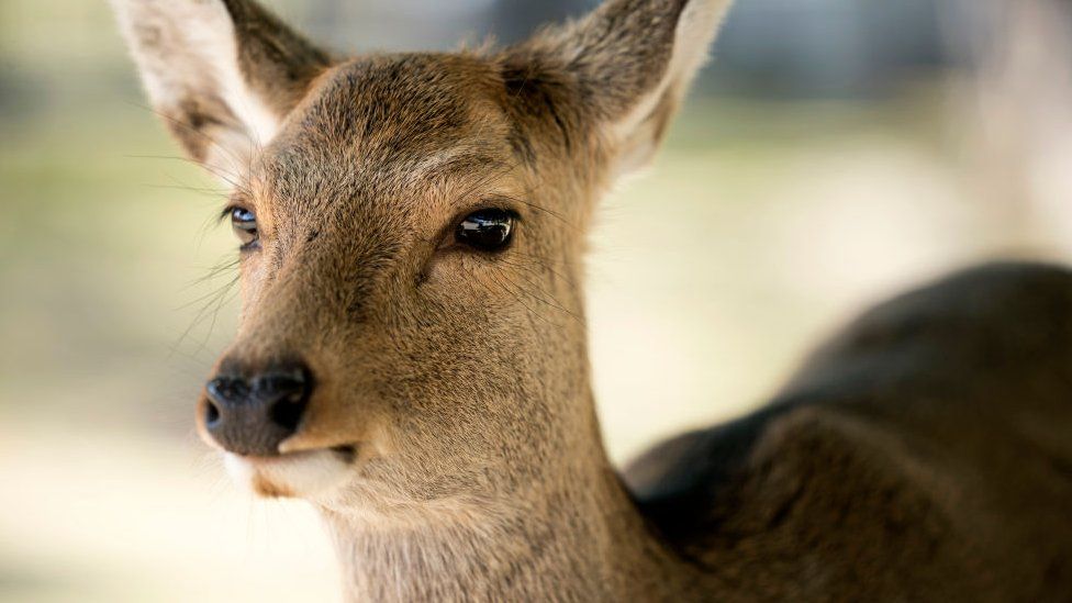 Japan gets deer-friendly bags to stop animals eating plastic - BBC News