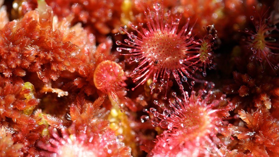 sundews