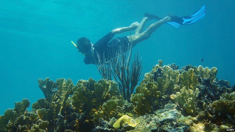 Diver near healthy coral