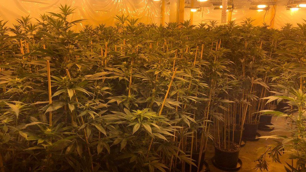 Cannabis farm