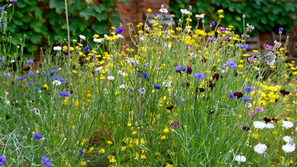 Guy's Cliffe Walled Garden