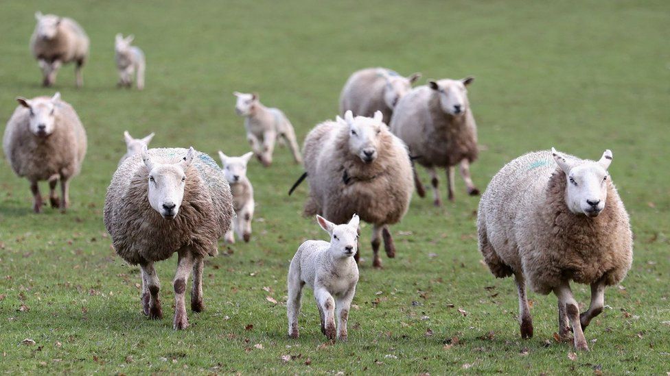 Lambs dying as North Yorkshire farm hit by wet weather BBC News