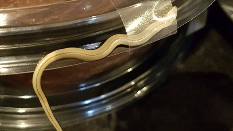 slow worm in cake packaging