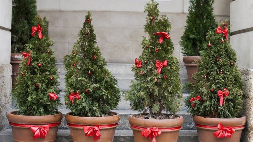 Row of potted Christmas trees with red bows
