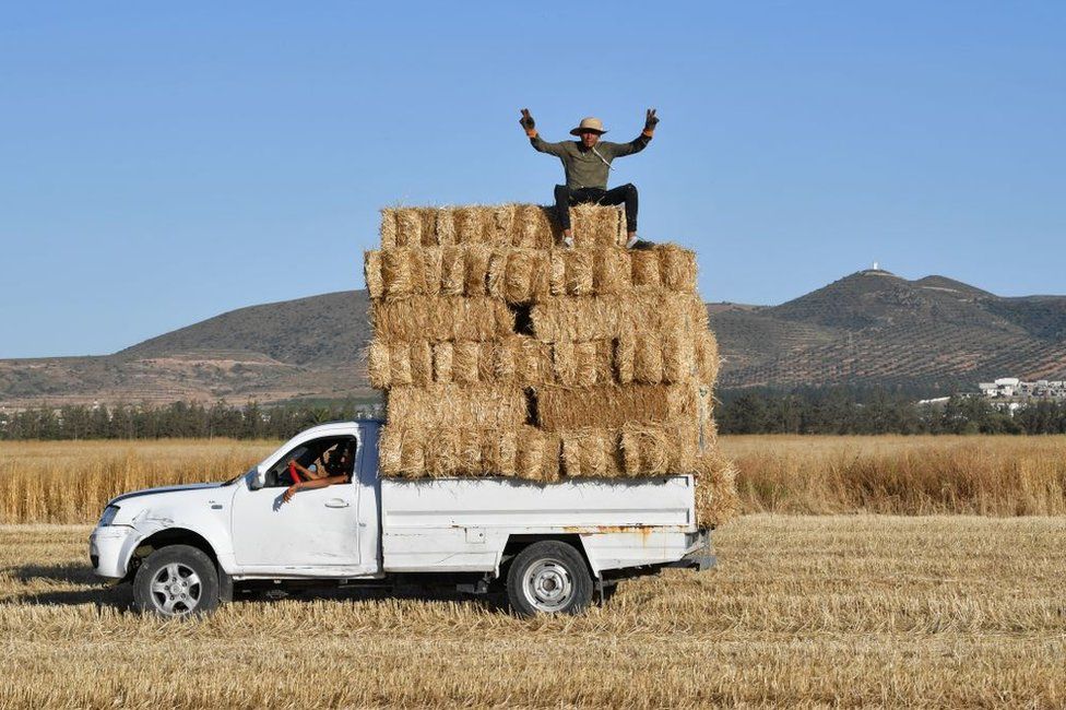 A man gestures while sitting above harvested bales of wheat packed in the back of a pickup truck in a field in the Sidi Thabet region near Ariana north of the capital Tunis on June 13, 2022.