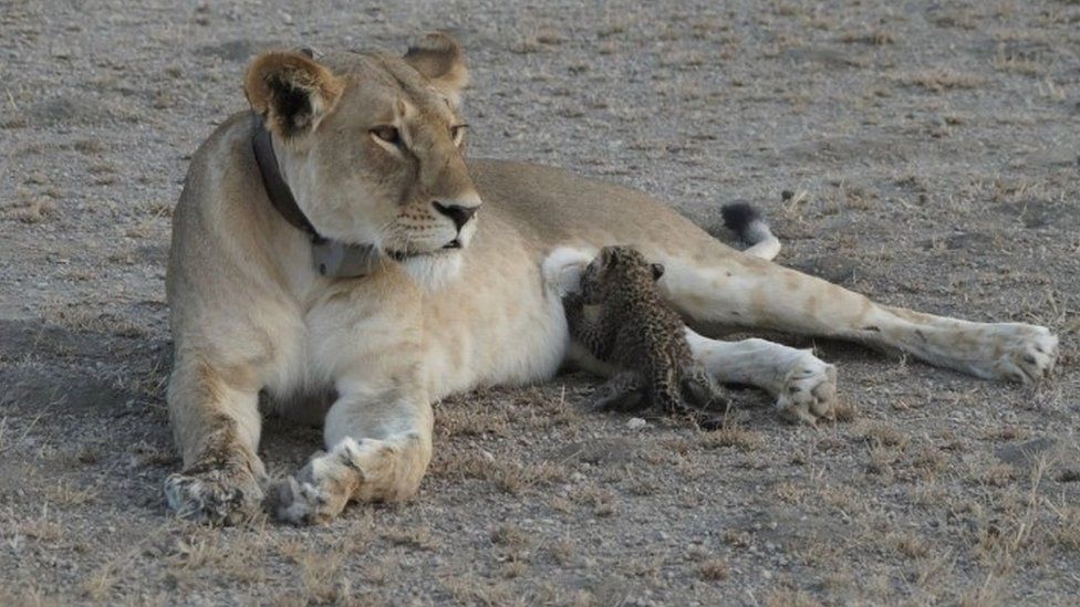 A leopard cub is seen suckling on a lioness in the Ngorongoro Conservation Area, Tanzania, in this handout picture released on 14 July 2017.