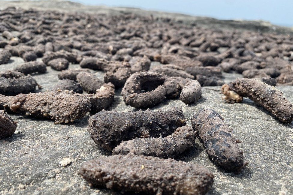 Drying sea cucumbers