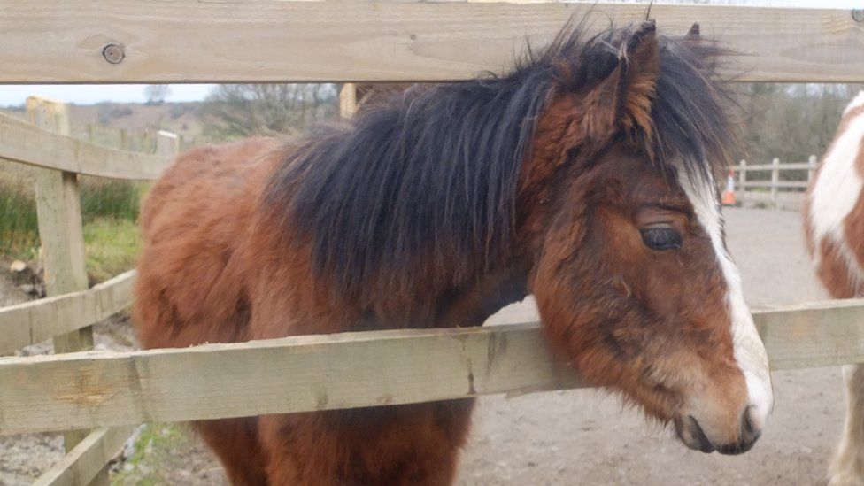 Teddy was abandoned in Swansea - and is now looked after by a horse charity