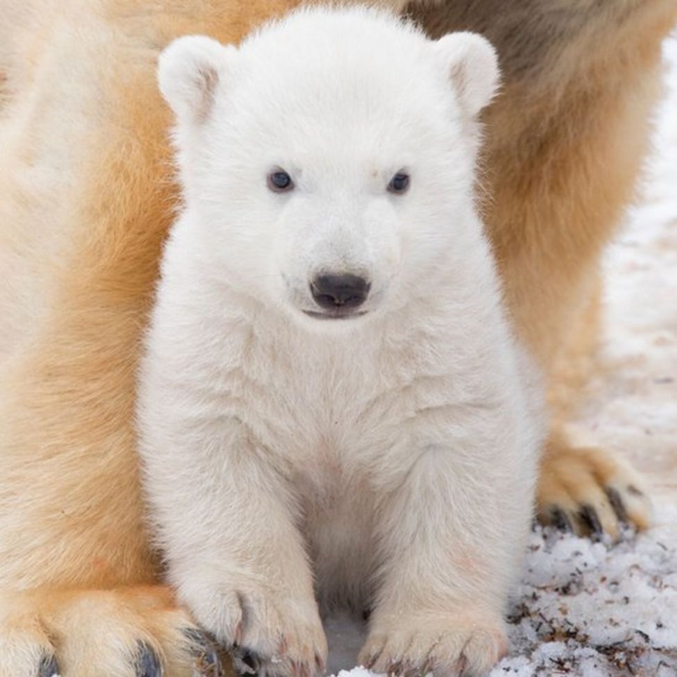 History-making polar bear cub Hamish turns one - BBC News