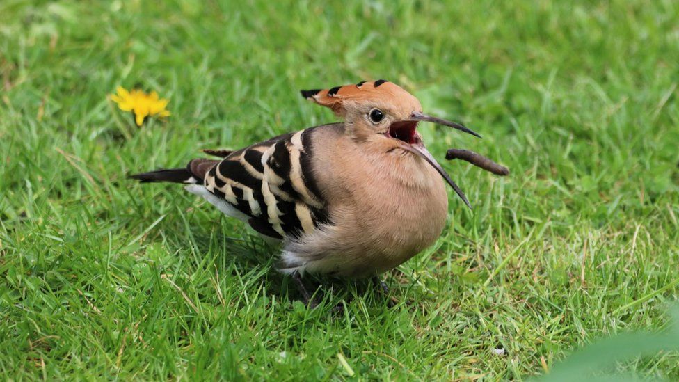 Hoopoe about to eat a leatherjacket