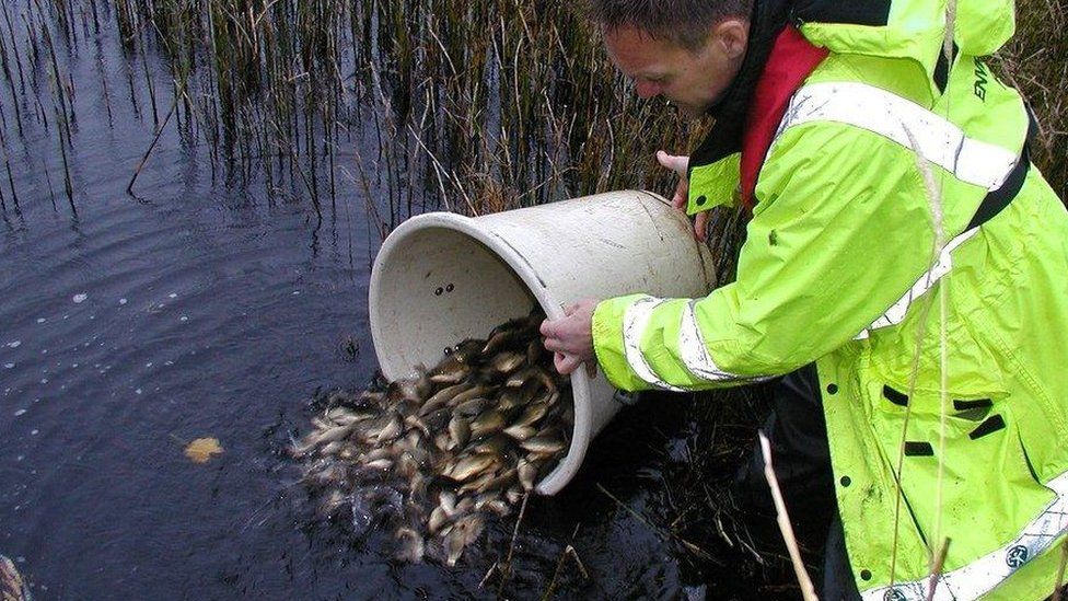 Fish being released into a river (Image: Environment Agency)