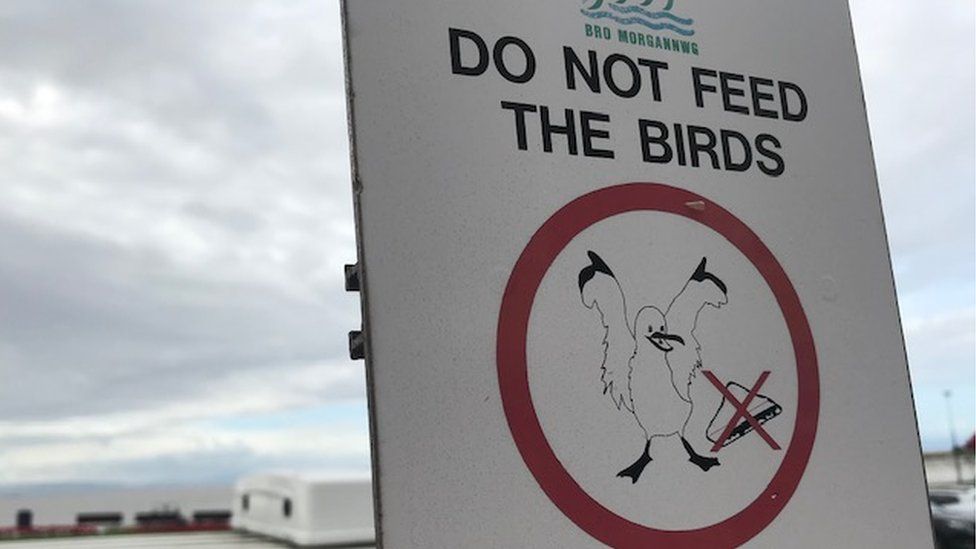 A sign asking visitors not to feed the birds