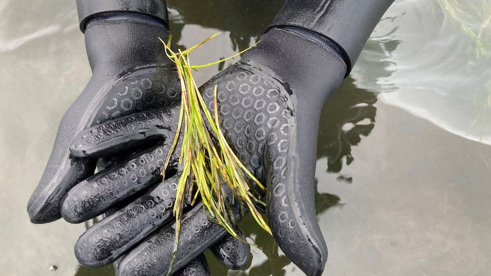Seagrass in diver's gloves