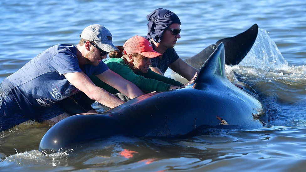 Volunteers roll a stranded pilot whale at Farewell Spit, 11 February 2017