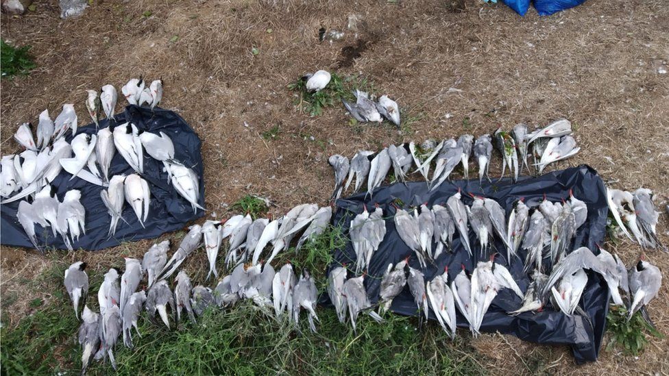 Dead birds collected at Coquet island