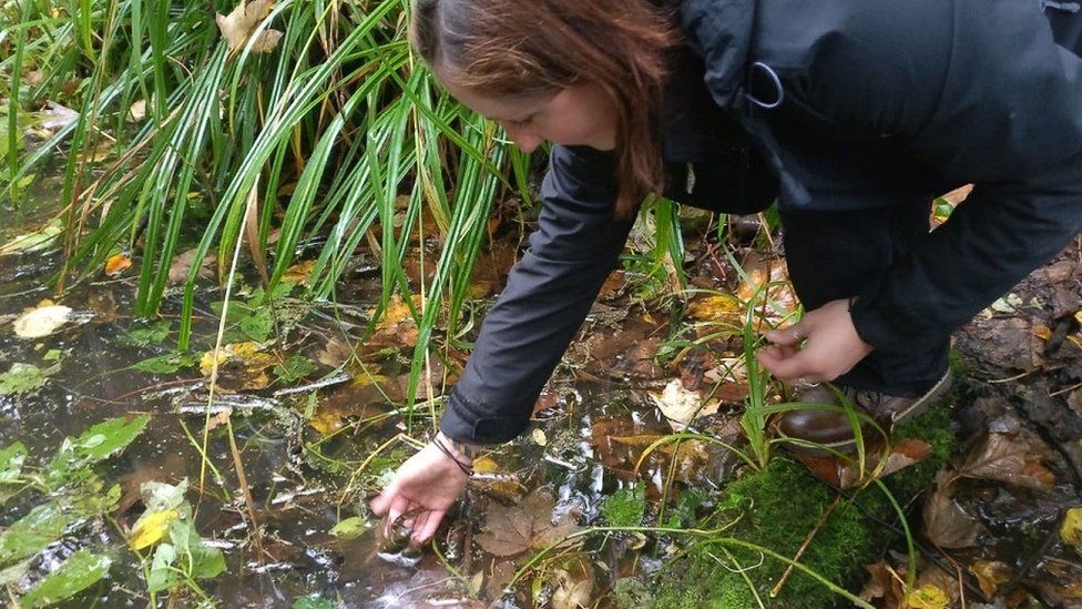A volunteer releases a white-clawed crayfish into the pond near Bristol