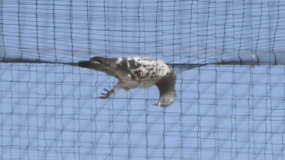 A dead pigeon on the netting