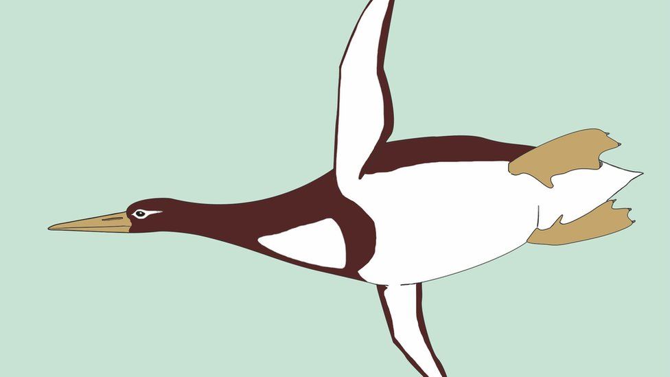 Fossils: Scientists discover extinct tiny penguin species in New ...