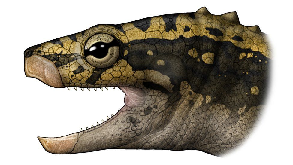 Artist's impression of how the triassic turtle looked