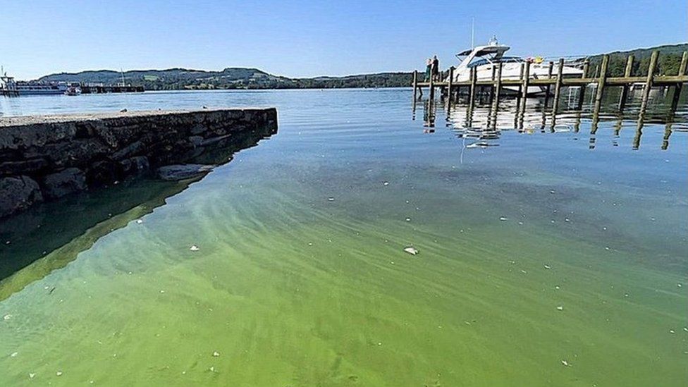 Photo of blue-green algae on the water's edge at Windermere