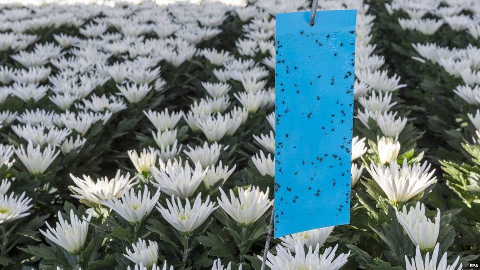 A fly strip in a flower grower's cultivation area in Maasdijk, the Netherlands, shows thrips (Frankliniella occidentalis), a small insect found in plants and flower, 7 August 2015