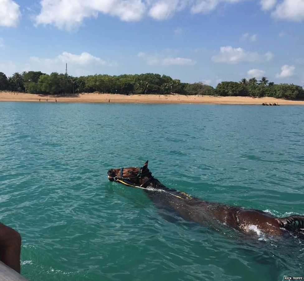 Mr Trippe helps rescue a horse in Darwin Harbour