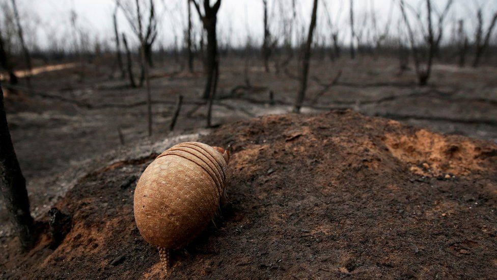 Armadillo blinded by fire in a Brazilian conservation area, where wildfires have destroyed hectares of forest, 26 August 2019